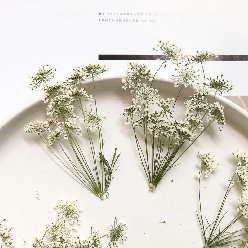 5-7cm/12pcs,Snow Tiny Flowers  - Craft Embellishments 评论和价格