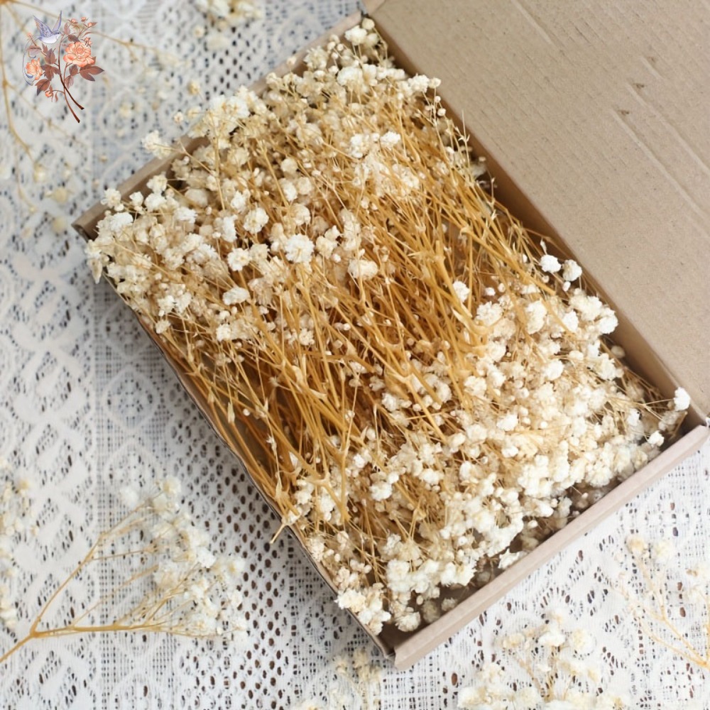 100pcs Mini Dried Baby's Breat - Craft Embellishments 评论和价格