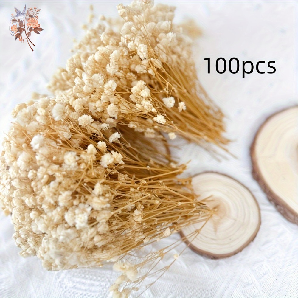 100pcs Mini Dried Baby's Breat - Craft Embellishments 评论和价格