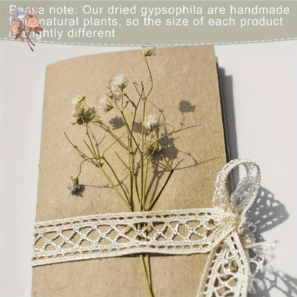 100pcs Mini Dried Baby's Breat - Craft Embellishments 评论和价格